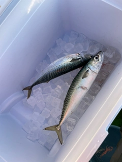 サバの釣果