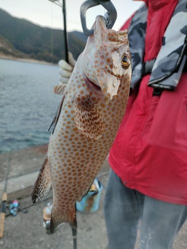 オオモンハタの釣果