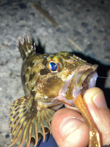 カサゴの釣果