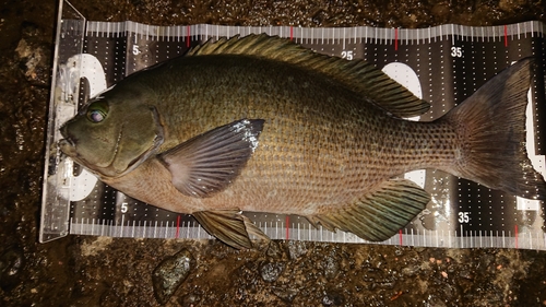 クチブトグレの釣果