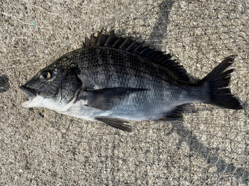 チヌの釣果