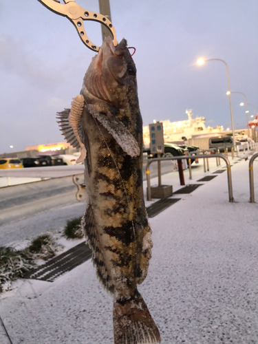 アイナメの釣果