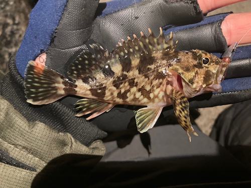 カサゴの釣果