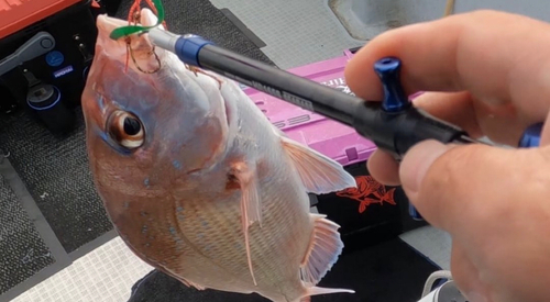 マダイの釣果