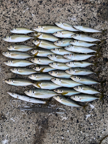 アジの釣果