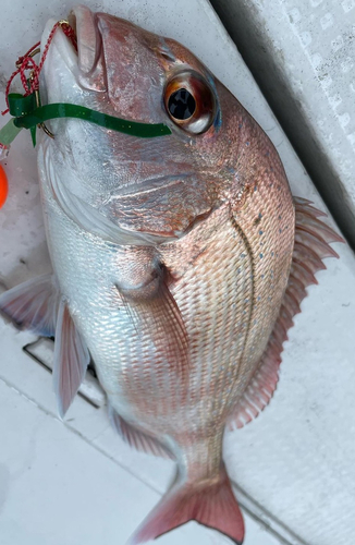 マダイの釣果