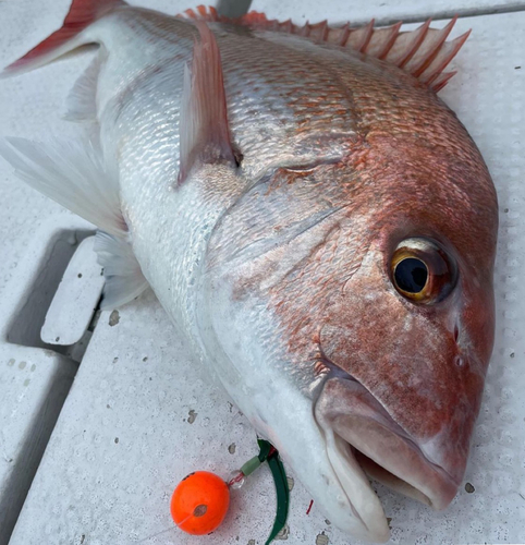 マダイの釣果