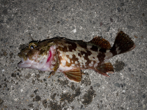 カサゴの釣果