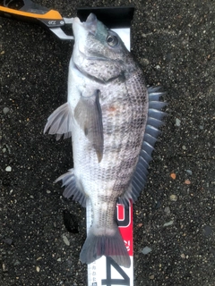 クロダイの釣果