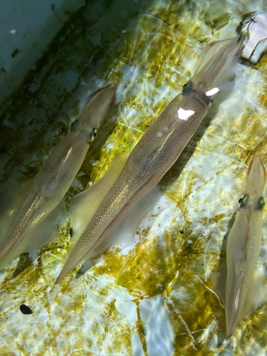 ヤリイカの釣果