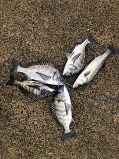 クロダイの釣果