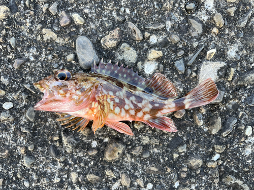 カサゴの釣果