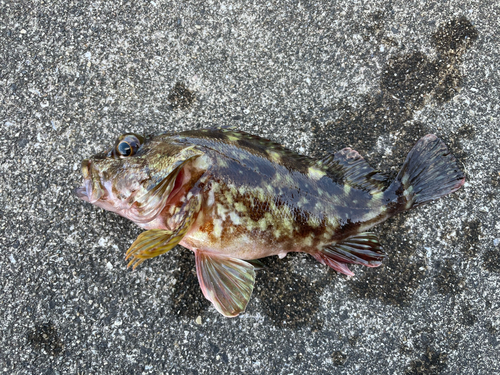 カサゴの釣果