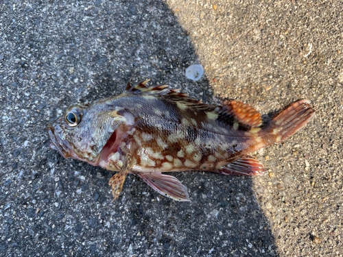 カサゴの釣果