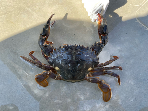 ワタリガニの釣果