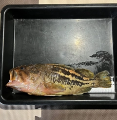 シマソイの釣果