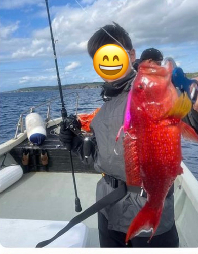 オジロバラハタの釣果