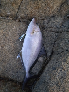 ヒレナガカンパチの釣果