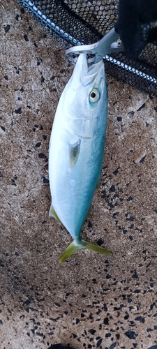 ハマチの釣果