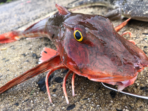 ホウボウの釣果