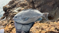 メジナの釣果