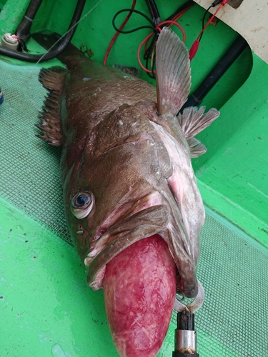 オオスジハタの釣果