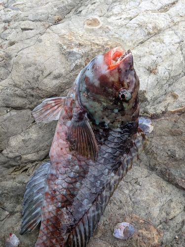 ブダイの釣果