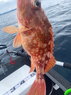 ウッカリカサゴの釣果