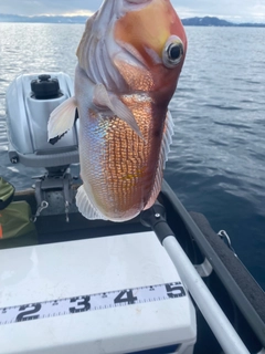 アマダイの釣果