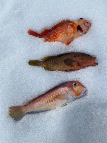 アマダイの釣果