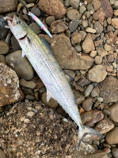 サゴシの釣果