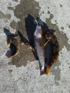 アイナメの釣果