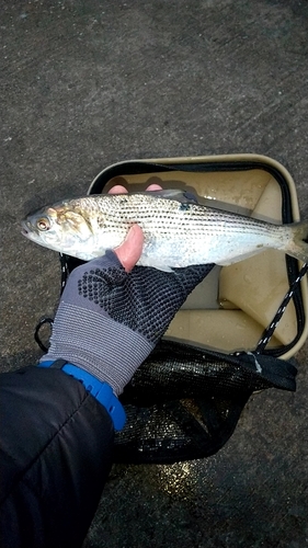 コノシロの釣果