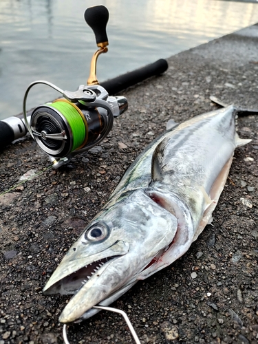 サゴシの釣果