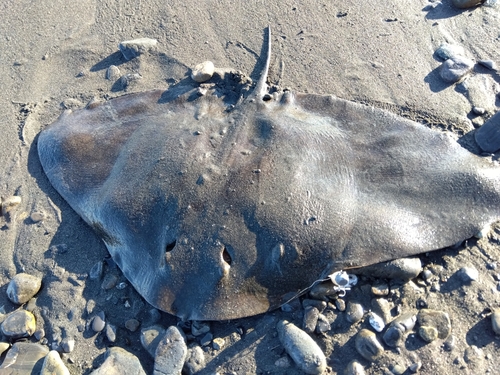 ツバクロエイの釣果