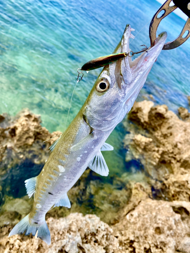 オニカマスの釣果