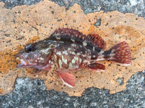 カサゴの釣果