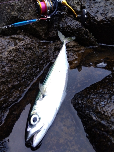 サバの釣果