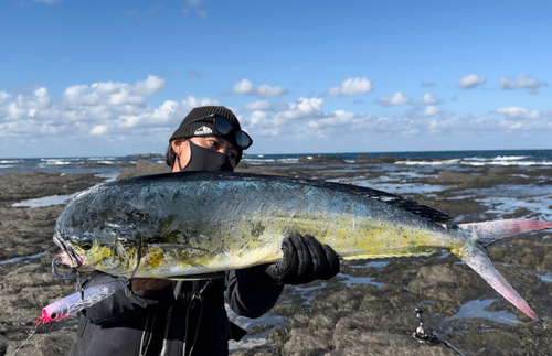 シイラの釣果