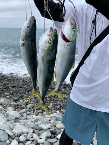 イナダの釣果