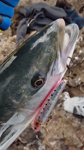 ブリの釣果