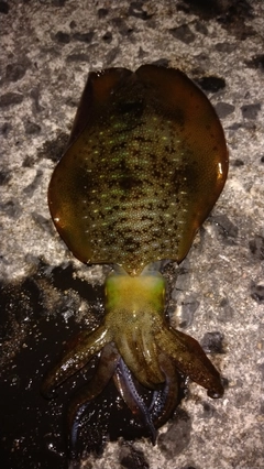 アオリイカの釣果