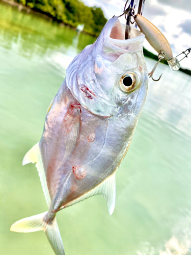 ロウニンアジの釣果