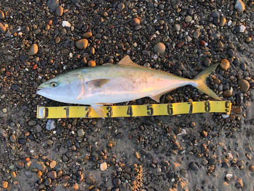 ブリの釣果