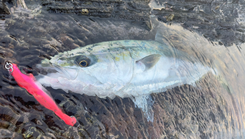 ワラサの釣果