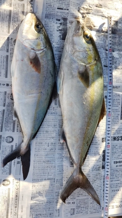 カンパチの釣果