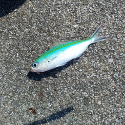 アジバカ親子の釣果