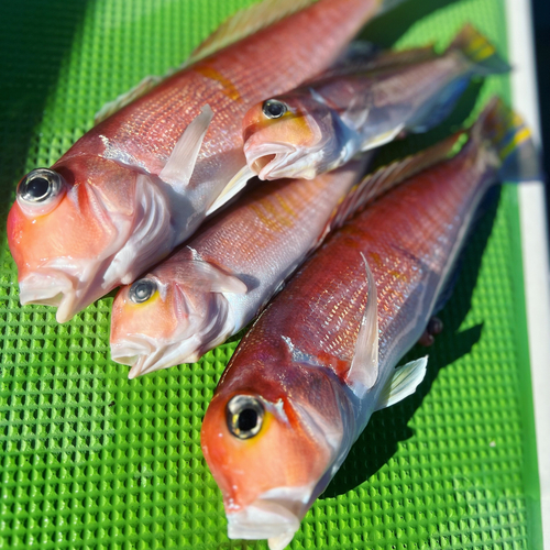 アマダイの釣果