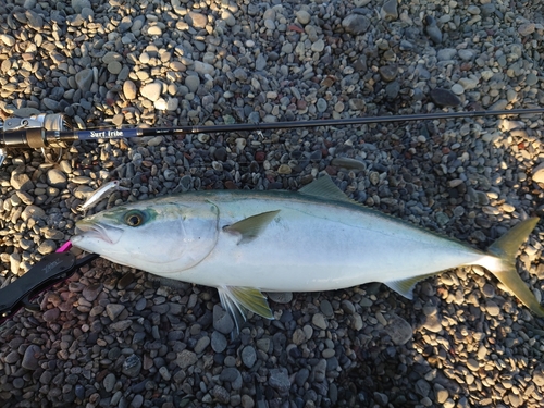 メジロの釣果