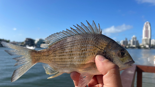 チヌの釣果